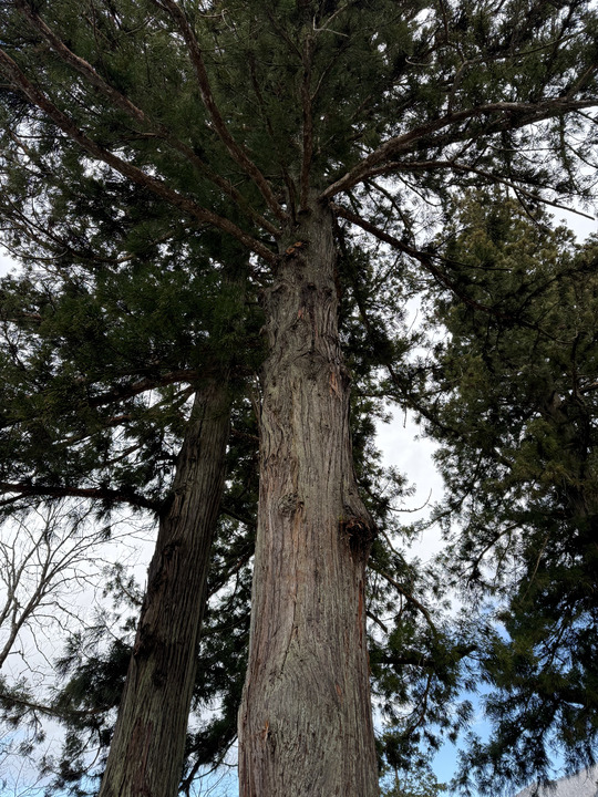 Photo captured at 2025-12-16T11:03:29.